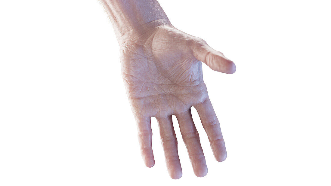 Human hand, illustration