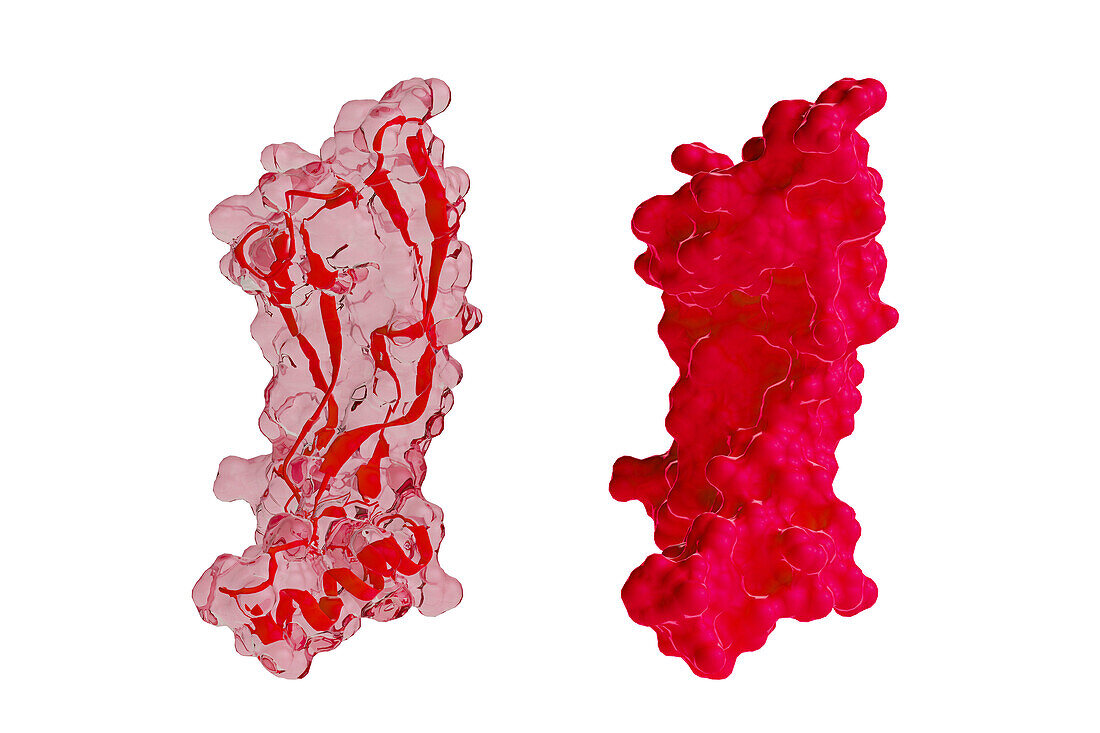 GDF15 protein, illustration