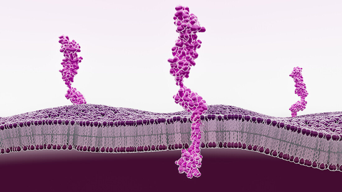 RAGE receptors in membrane, illustration