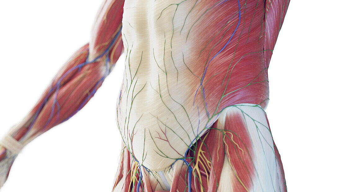 Abdominal muscles, illustration