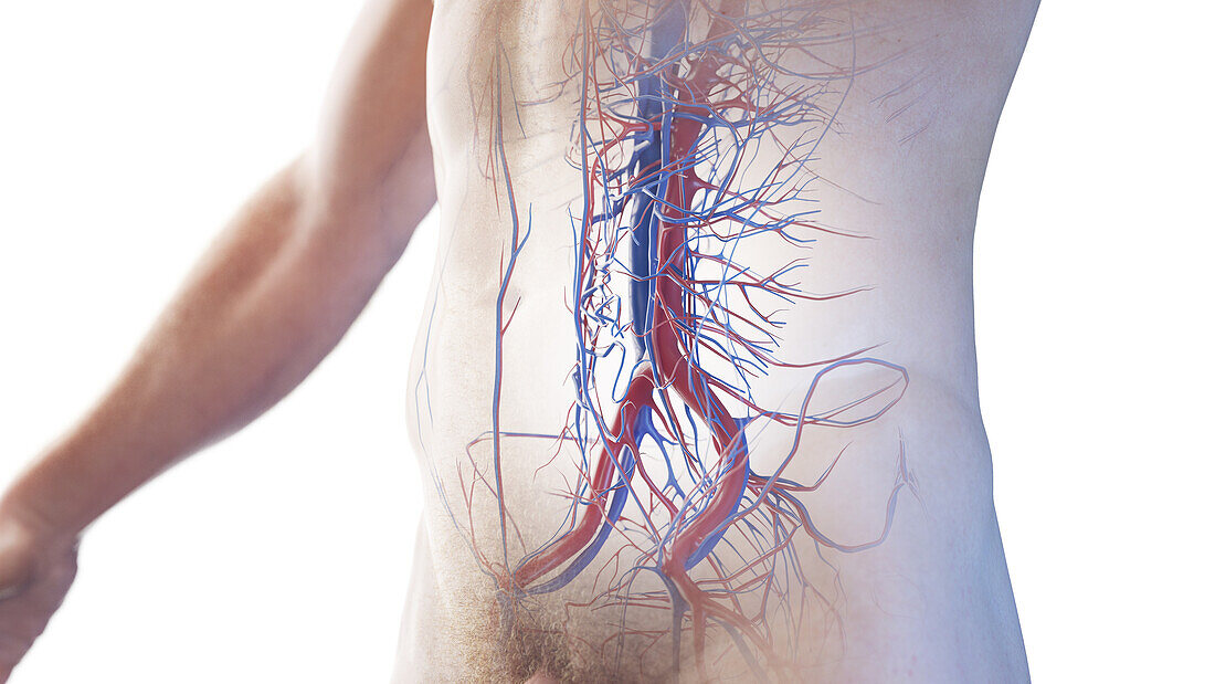 Abdominal blood vessels, illustration