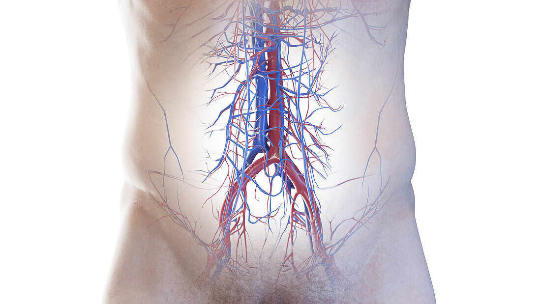Abdominal blood vessels, illustration