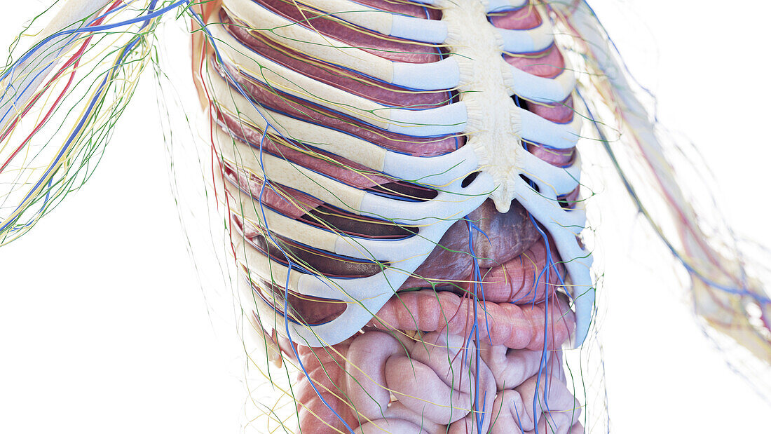 Liver and thorax anatomy, illustration