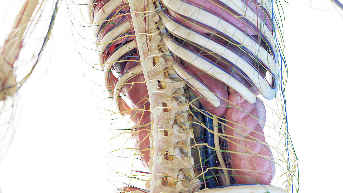 Posterior anatomy of the thorax, illustration