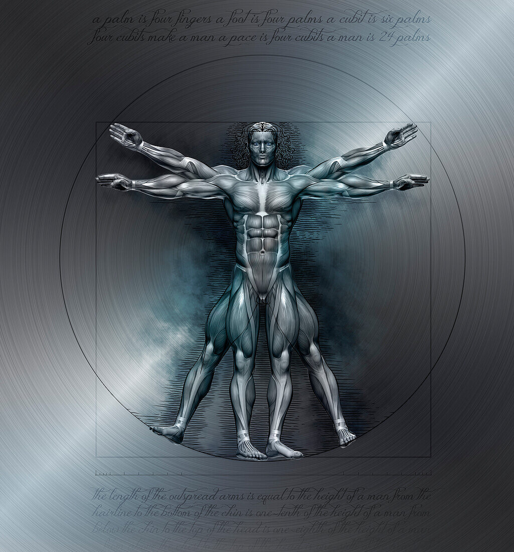 Muscles of Vitruvian man, illustration
