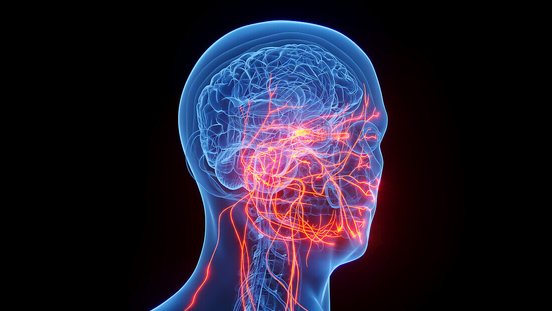 Cranial nerves, illustration