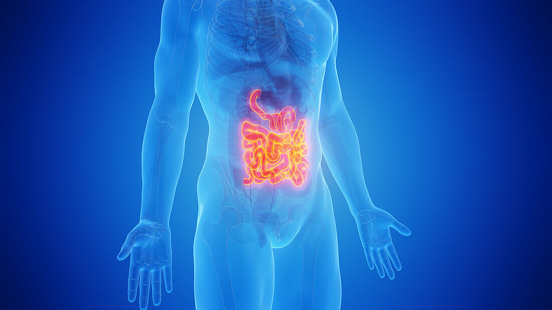 Small intestines, illustration