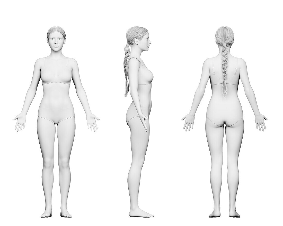Female body, illustration
