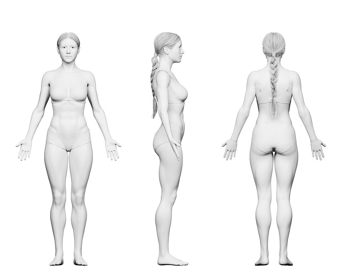 Fit female body, illustration