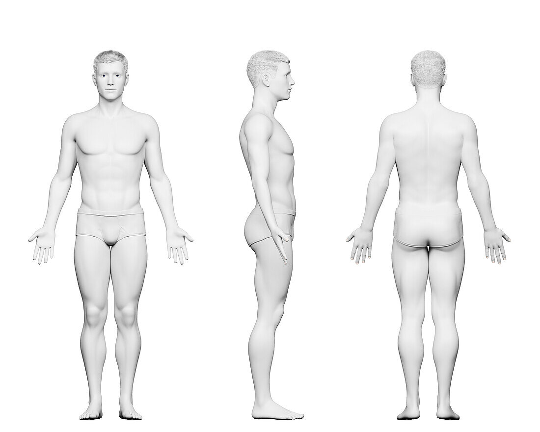 Fit male body, illustration