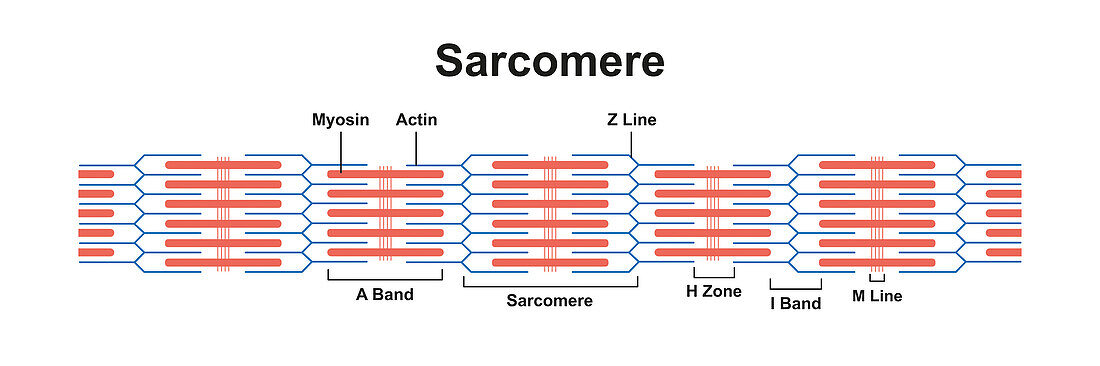 Sarcomere structure, illustration