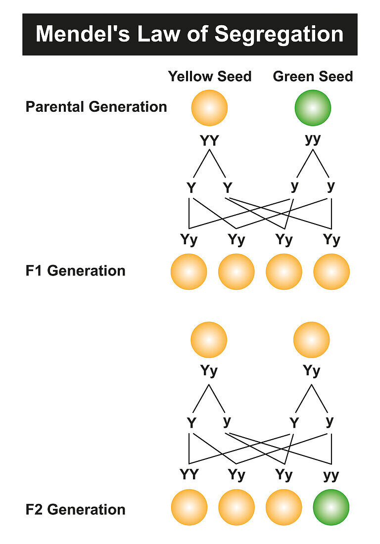 Mendel's law of segregation, illustration