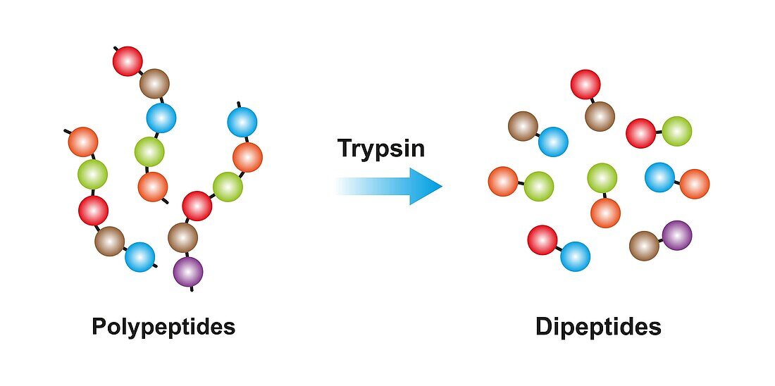 Trypsin enzyme function, illustration