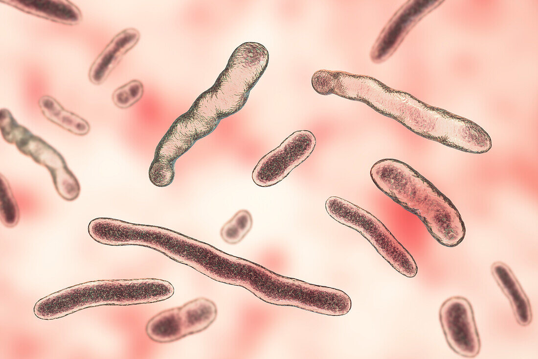 Elizabethkingia meningoseptica bacteria, illustration