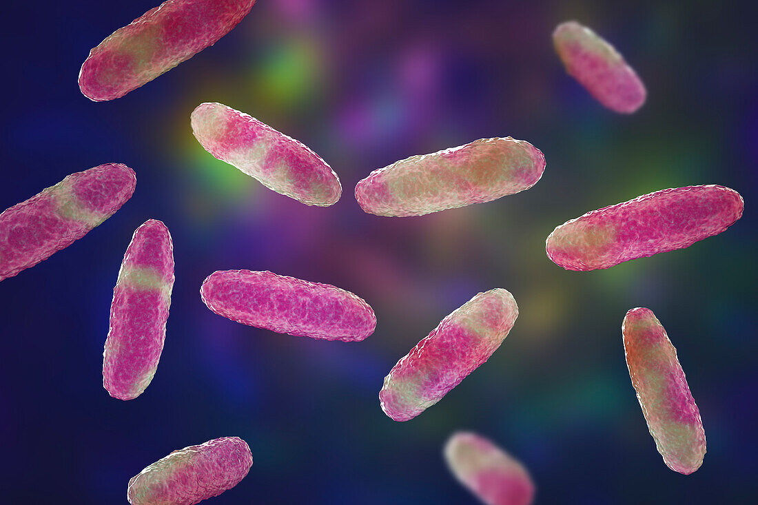 Klebsiella bacteria, illustration