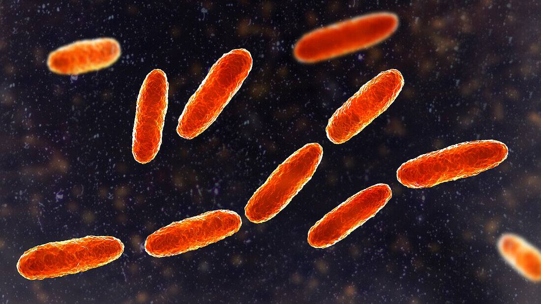 Klebsiella bacteria, illustration