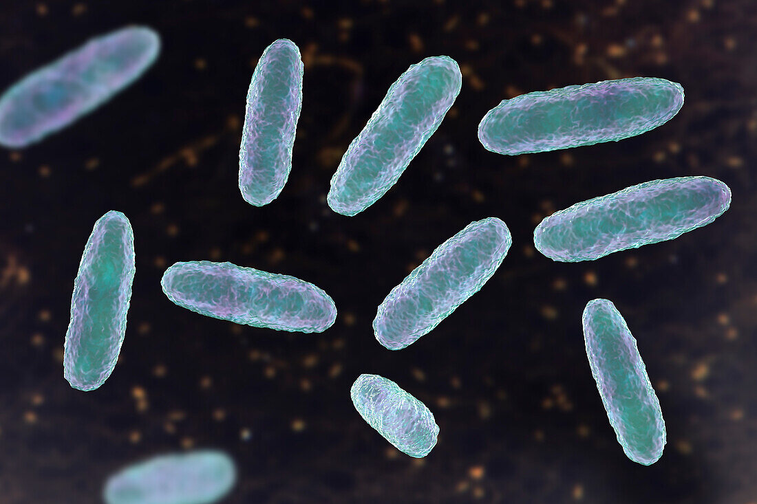 Klebsiella bacteria, illustration