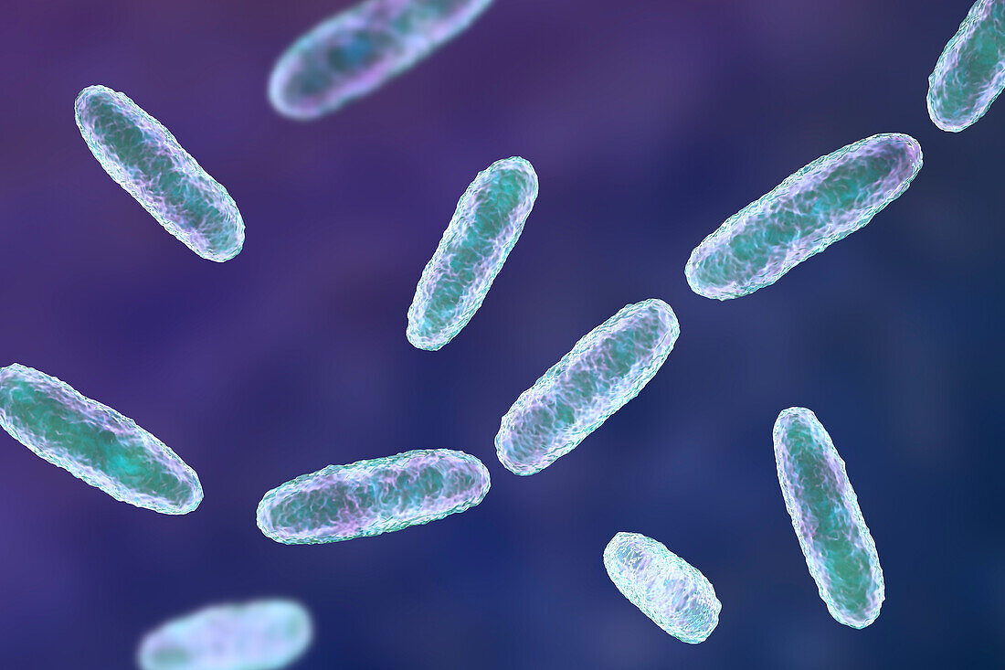 Klebsiella bacteria, illustration