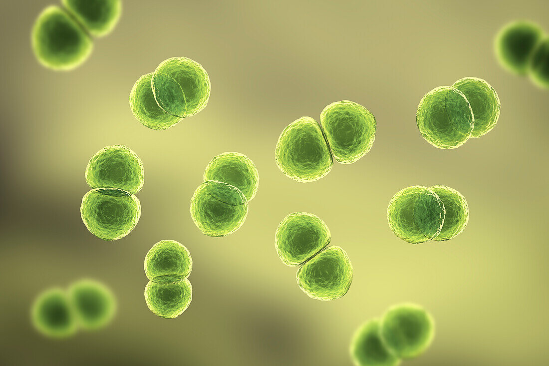 Streptococcus pneumoniae bacteria, illustration