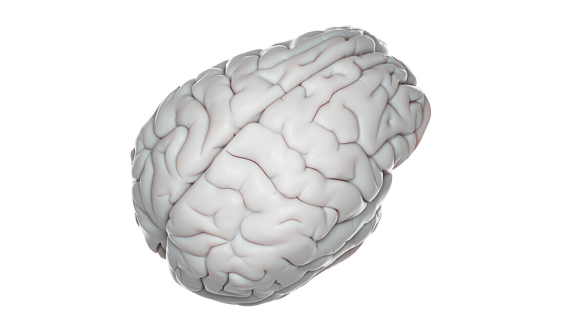 Human brain, illustration