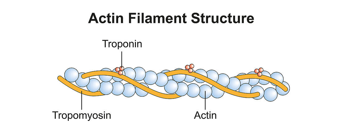 Actin filament structure, illustration