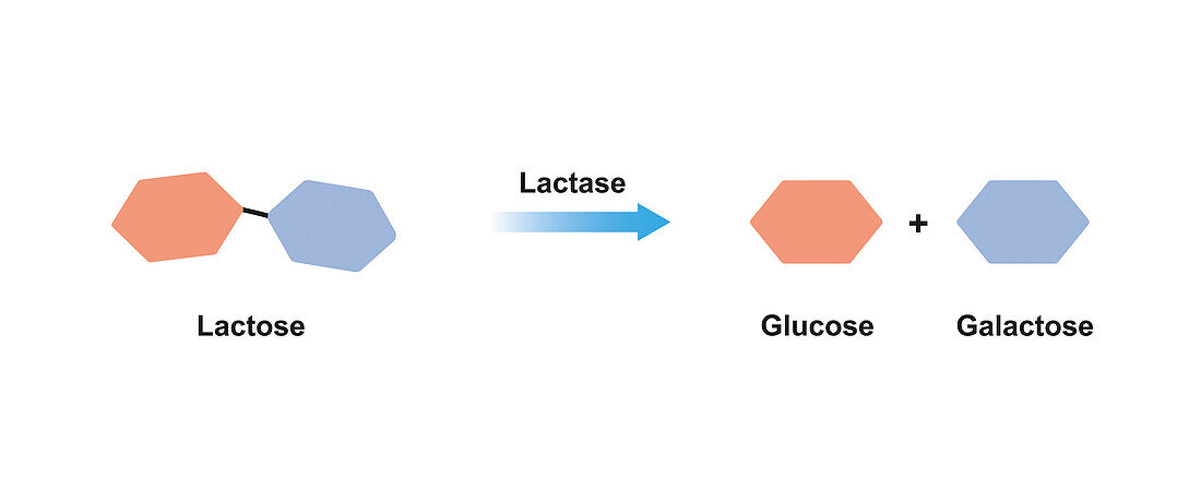 Lactase enzyme action, illustration