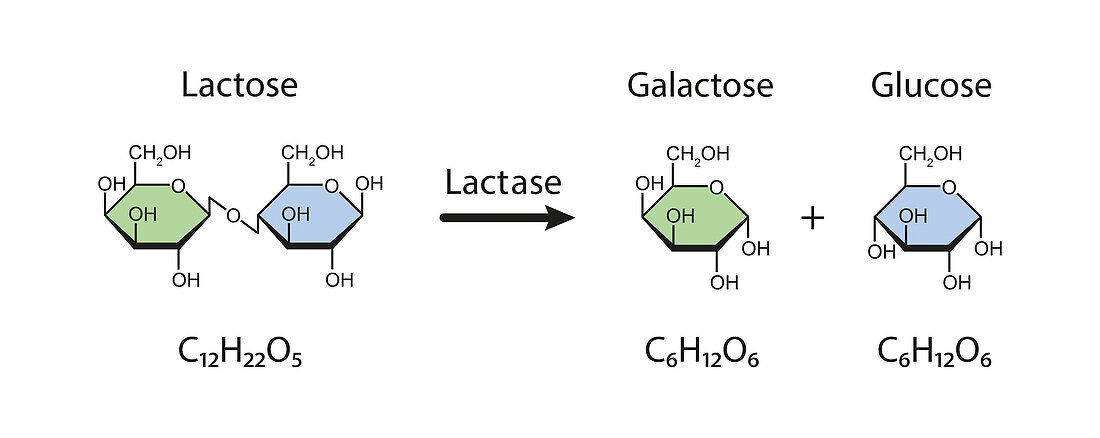 Lactase enzyme action, illustration
