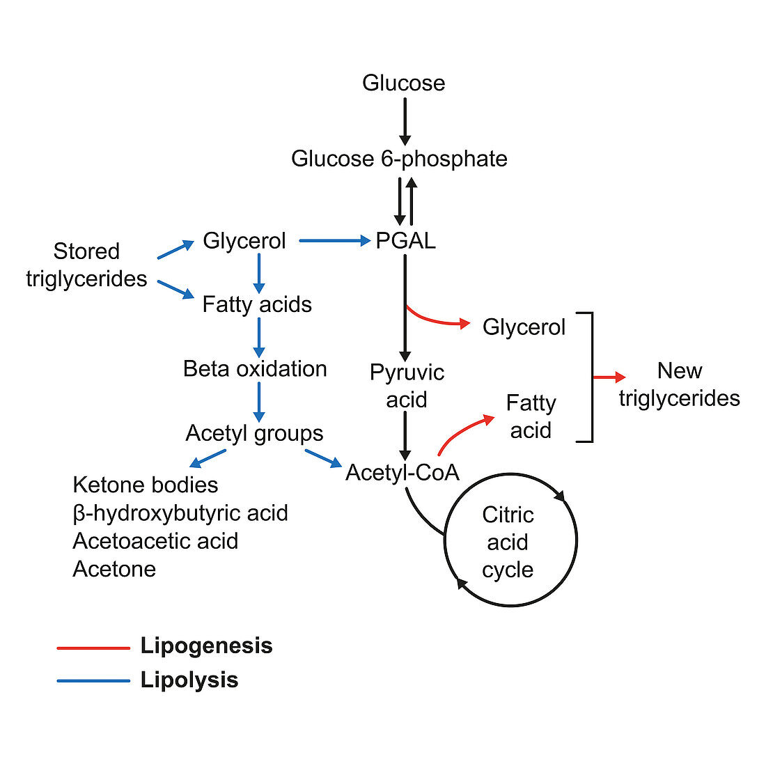 Lipogenesis, illustration