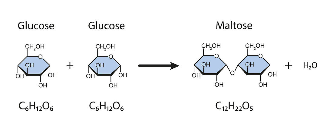 Maltose sugar formation, illustration
