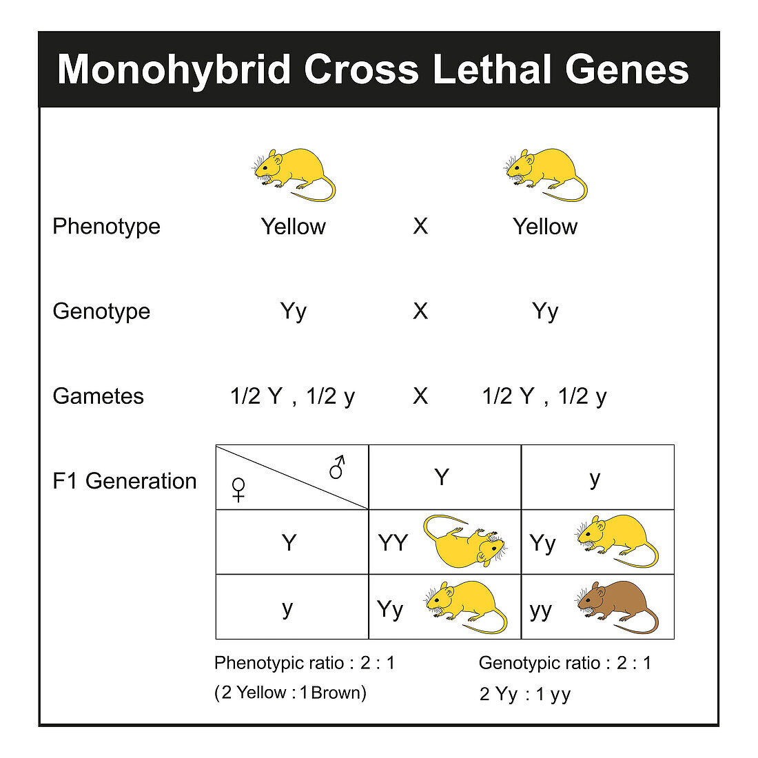 Monohybrid cross lethal gene, illustration