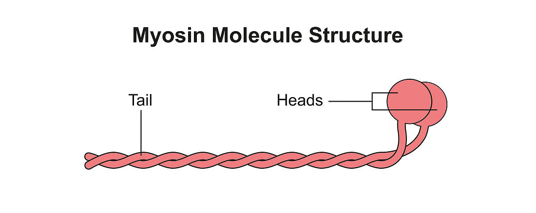 Myosin filament structure, illustration