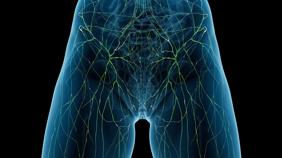 Lymphatic vessels of the pelvis, illustration