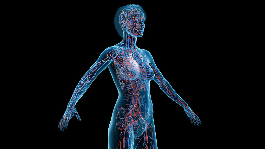 Cardiovascular system, illustration