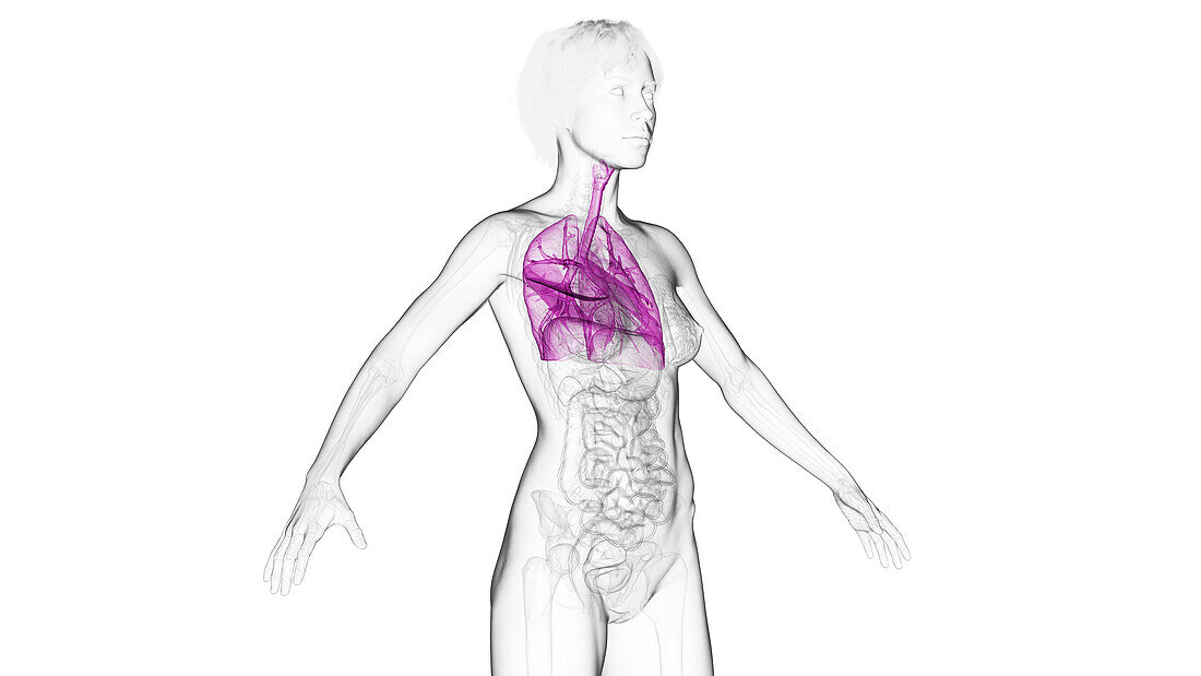 Lungs, illustration