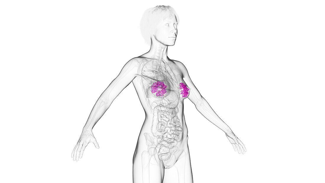 Mammary glands, illustration