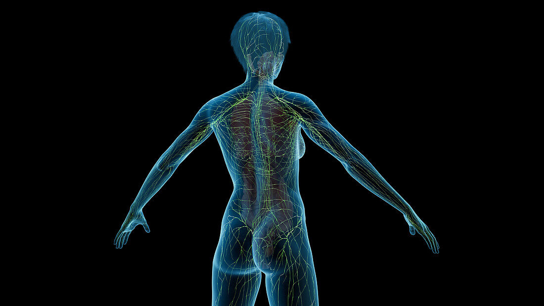 Peripheral nervous system, illustration