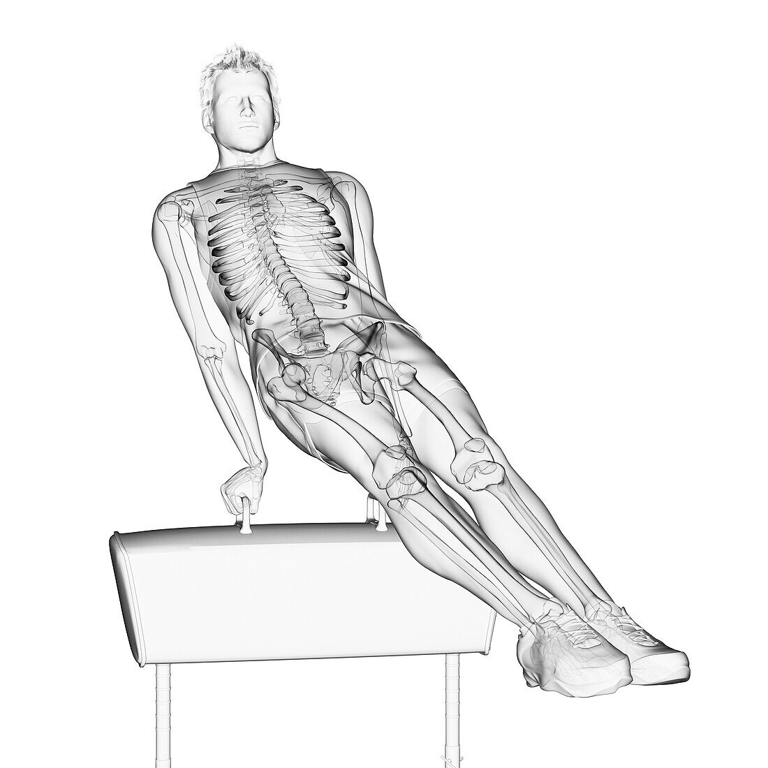 Skeleton of a gymnast, illustration