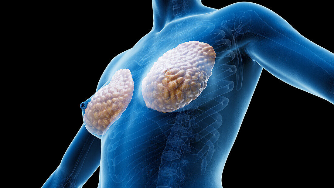 Breast tissue, illustration