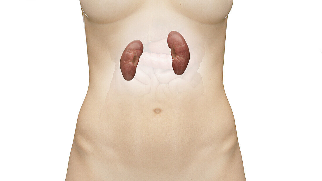 Kidneys, illustration