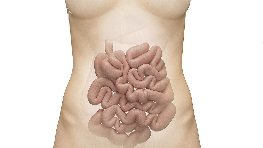 Small intestine, illustration