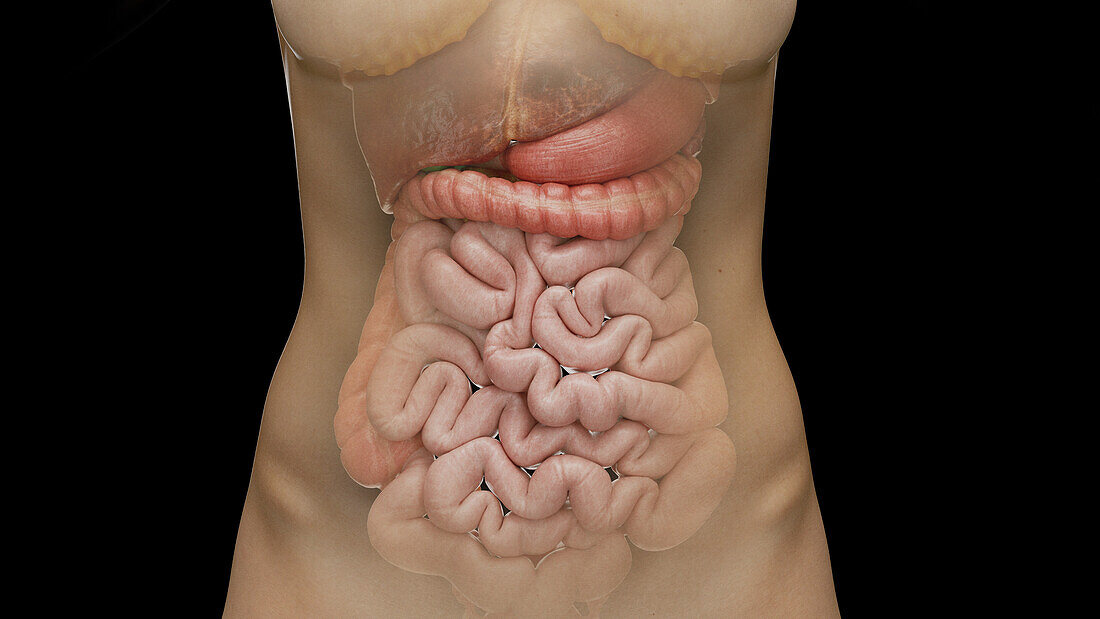Visceral organs, illustration