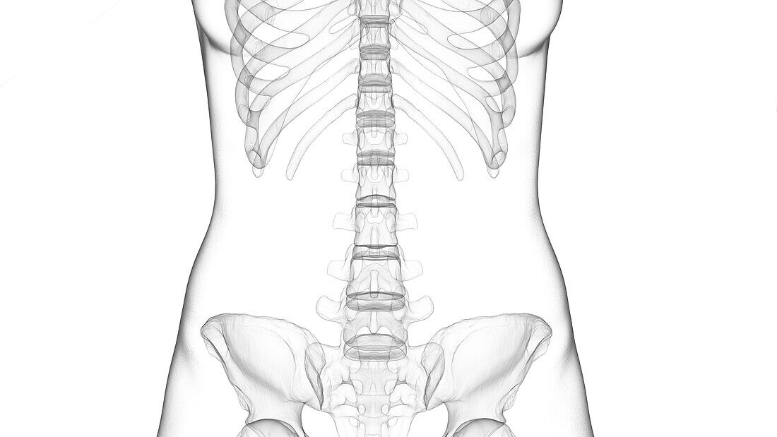 Skeletal system, illustration