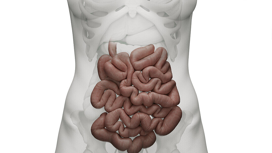 Small intestine, illustration