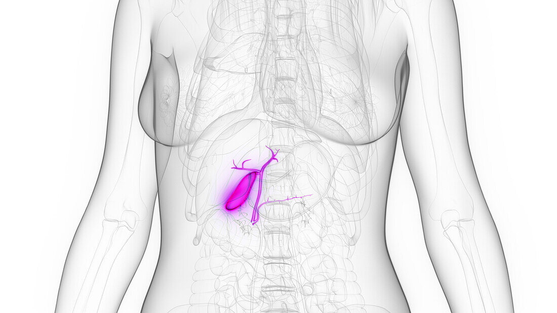Female gall bladder, illustration