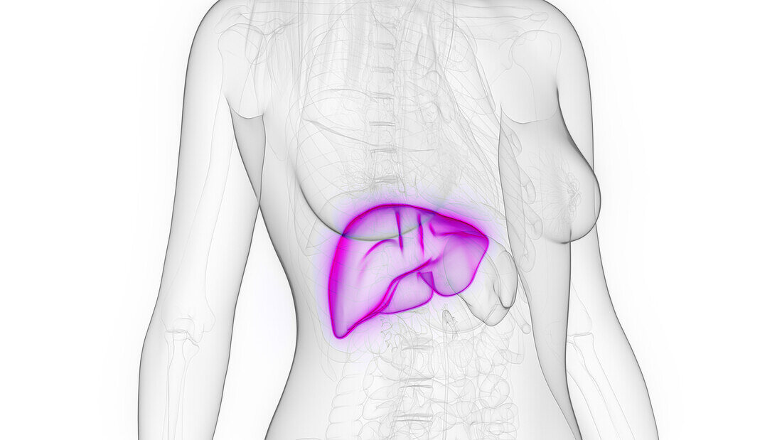 Female liver, illustration