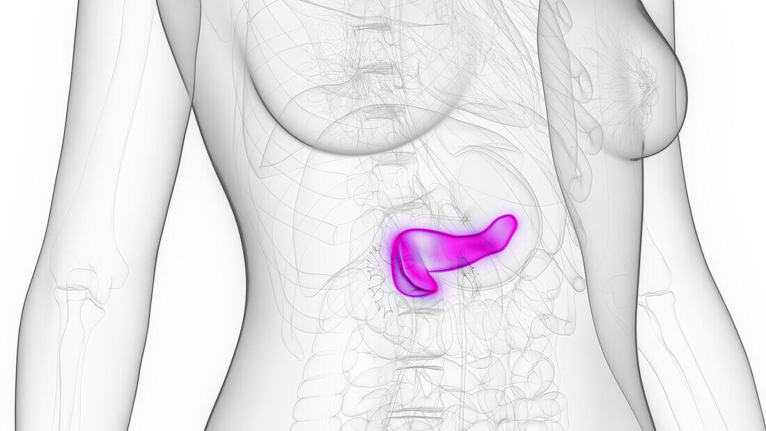 Female pancreas, illustration