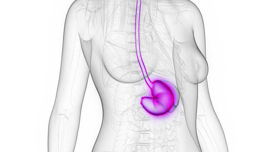 Female stomach and oesophagus, illustration