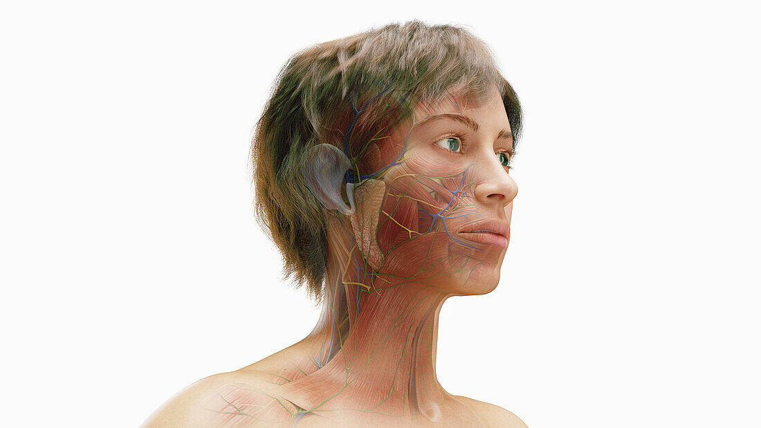 Female facial muscles, illustration