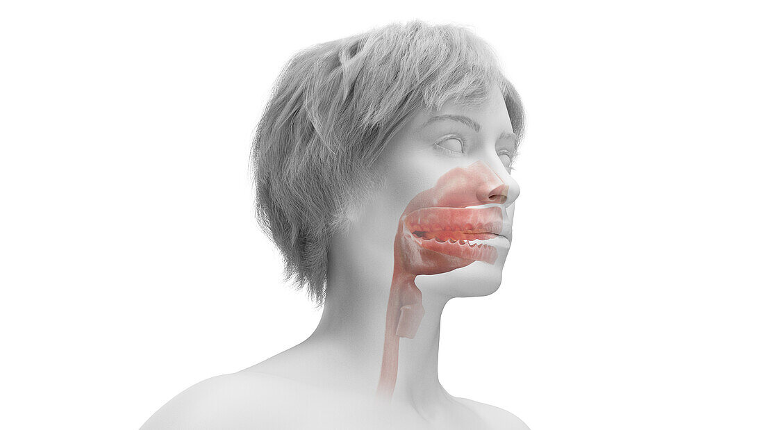 Female mouth and upper respiratory tract, illustration