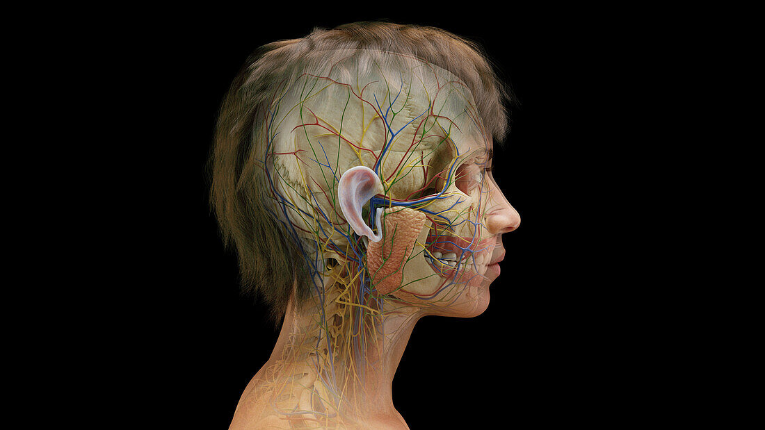 Female internal organs, illustration